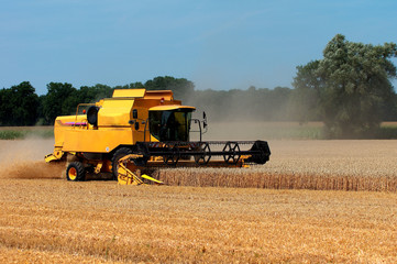 Obraz premium Getreide Ernte mit altem Mähdrescher