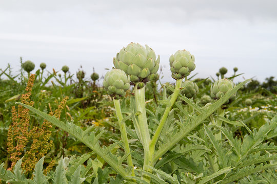 A field with Cardoon (Cynara cardunculus), also called the artichoke thistle, cardone, cardoni, carduni or cardi