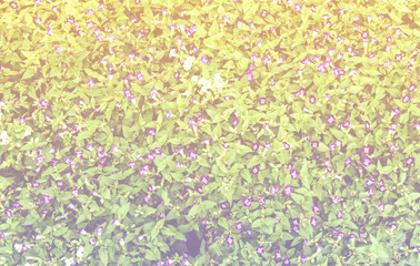 Abstract background vintage tone garden flower 