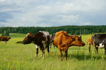 Cows in the field