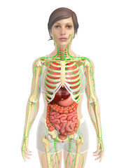 3d rendered illustration of female digestive system