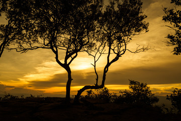 sunrise with tree