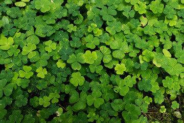 clover plants
