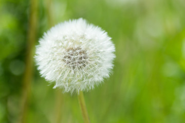 Fototapeta premium dandelion