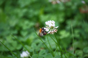 Hummel