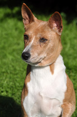 Old Basenji dog