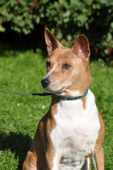 Old Basenji dog