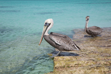 Paesaggi con pellicani ai caraibi