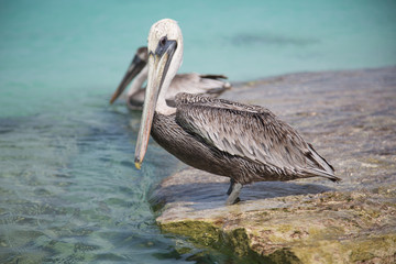 Paesaggi con pellicani ai caraibi