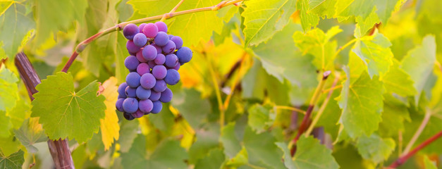 Ripe grapes