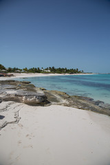 Paesaggi con pellicani ai caraibi