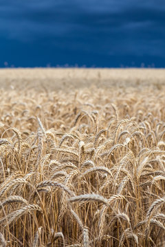 Gold wheat field before the storm
