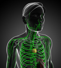 Lymphatic system of male body