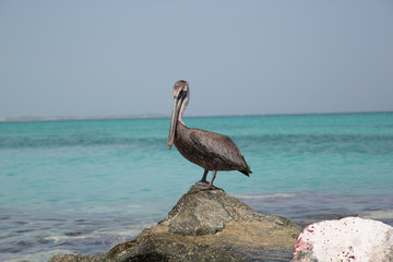 Paesaggi dei Caraibi con palme