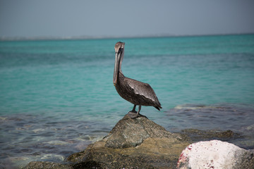 Paesaggi dei Caraibi con palme