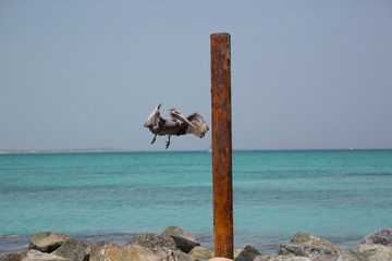 Paesaggi dei Caraibi con palme