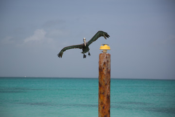 Paesaggi dei Caraibi con palme
