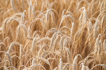 Cereal Plants, Barley, with different focus.