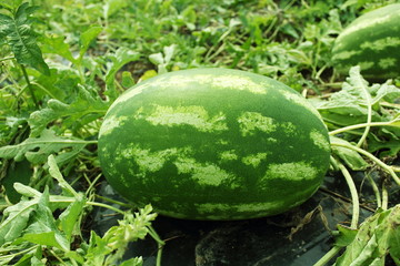 watermelon fruit in field