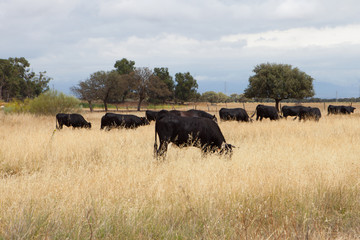 Fototapeta premium Cows and horses in the field