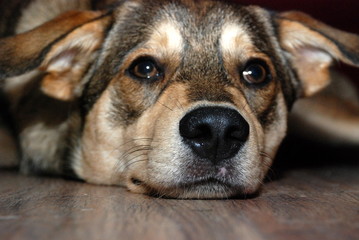Smutny, patrzący pies leżący na podłodze - obrazy, fototapety, plakaty
