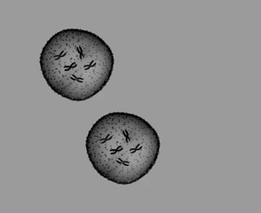 Two microbe black and white seen in a microscope in a medical office