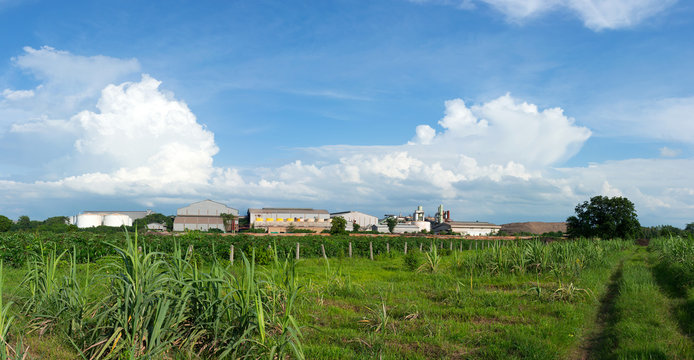 sugar cane plant and sugar factory in background
