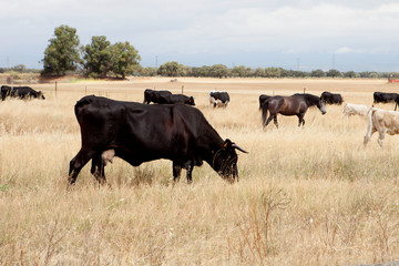 Naklejka na ściany i meble Cows and horses in the field
