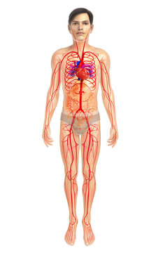3d rendered illustration of male heart anatomy