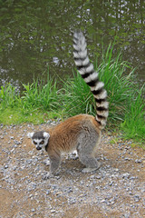 Ring-tailed lemur near a pond in a Zoo