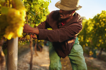 Man harvesting grapes in vineyard