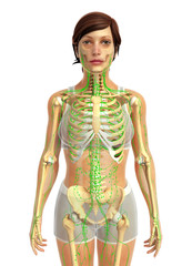 3d rendered illustration of female lymphatic 