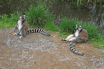 Ring-tailed lemurs sitting near a pond in a Zoo