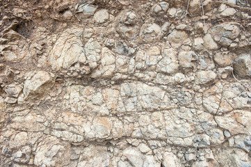 Texture from old coquina (limestone) brown wall