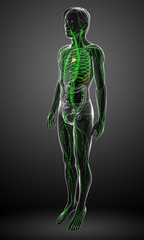 Lymphatic system of male body