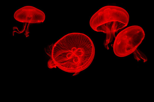Moon jellyfish