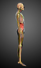 Lymphatic, skeletal, nervous and circulatory system of male anat