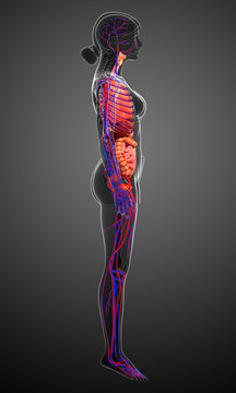 Digestive and circulatory system of female  body