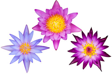 Fototapeta na wymiar Lotus flower