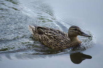 Duck floating on the water