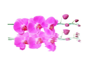 Fototapeta na wymiar pink orchid flower isolated on white background
