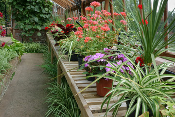 House plants in the English greenhouse.