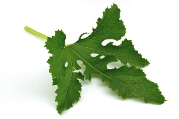 liść dyni © robert6666