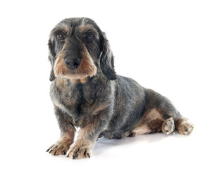 Wire-haired dachshund
