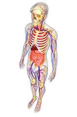 Male skeletal, digestive and circulatory system