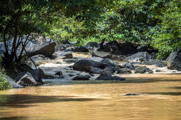 Turbid water of tropical waterfall after hard rain