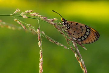 butterfly fly in morning