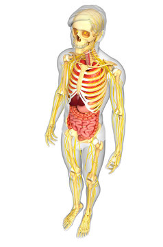 Male skeleton with nervous and digestive system artwork