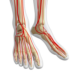 Obraz na płótnie Canvas 3d rendered illustration of leg anatomy
