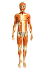 3d rendered illustration of male muscles anatomy